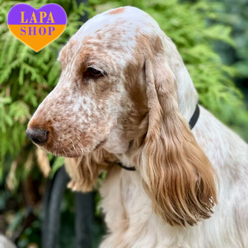 Дівчинка англійський кокер-спанієль ніжного забарвлення