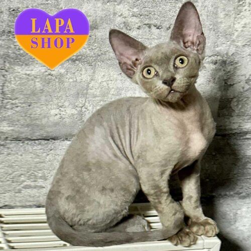 Очаровательный котенок породы девон-рекс голубого окраса