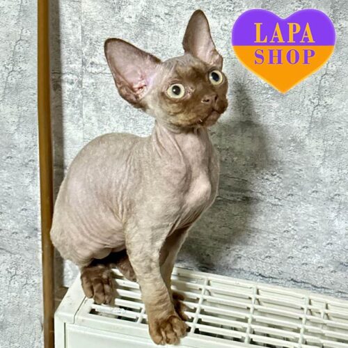 Миле кошеня породи девон-рекс в коричній шубці