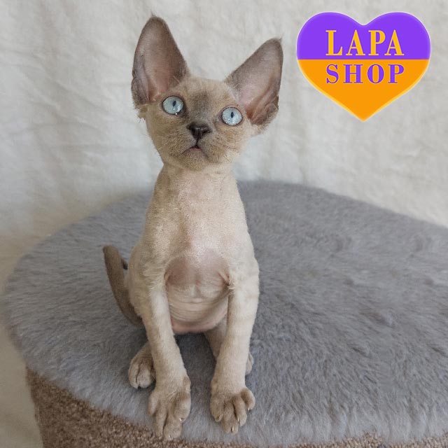 Blue-eyed Devon Rex Kitten in a Lilac Fur Coat Evan