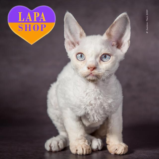 Handsome Devon Rex Kipr