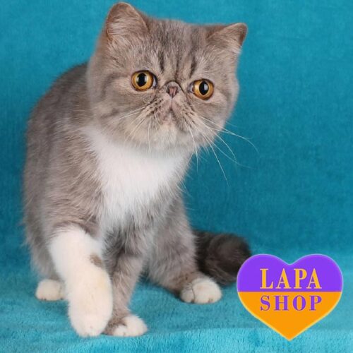 Мега ласковая экзотическая кошечка Юся, которая будет вам настоящей подружкой