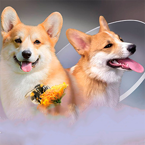 Gavin — Adorable Welsh Corgi Pembroke Puppy gavin parents