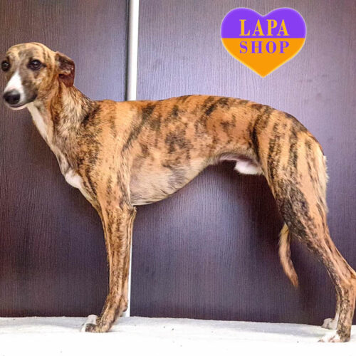 Глок — рыже-тигровый красавец породы уиппет
