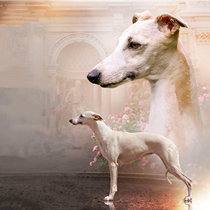 Глок — рыже-тигровый красавец породы уиппет grog mama