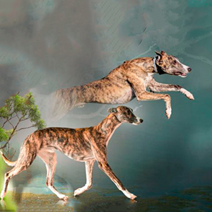 Глок — рыже-тигровый красавец породы уиппет grog papa