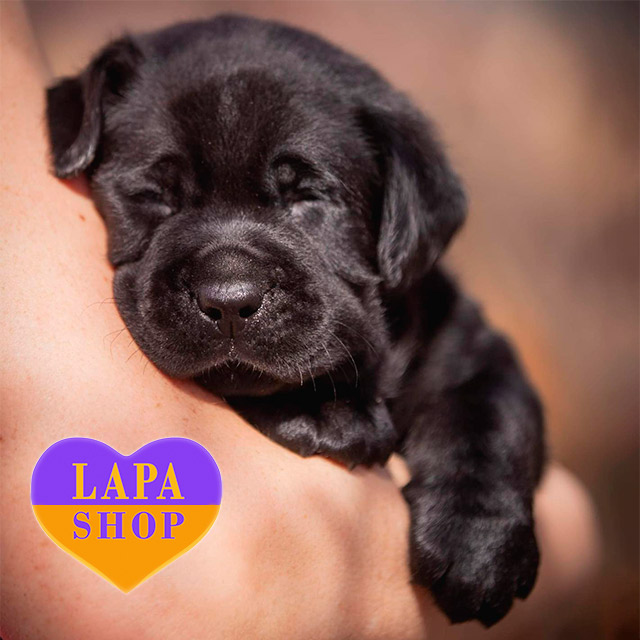 Labrador Male Puppy Labra Dog In Olx Olx Pakistan Small Dogs For