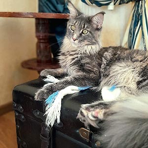 Сріблясто-мармурове кошеня породи мейн-кун Елізар mco dad