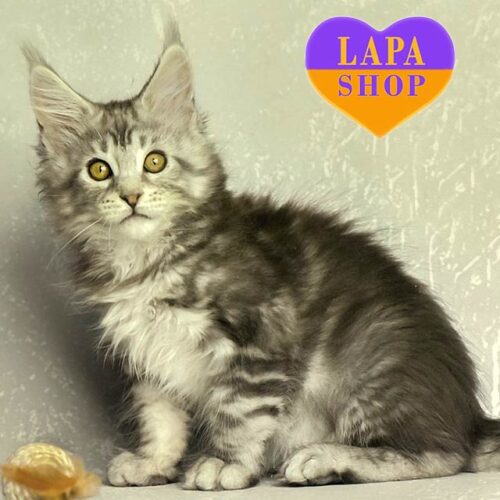 Серебристо-мраморный котенок породы мейн-кун Элизар