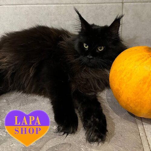 Charming Maine Coon Kitty Carmen