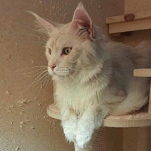 Сріблясто-мармурове кошеня породи мейн-кун Елізар mco mom