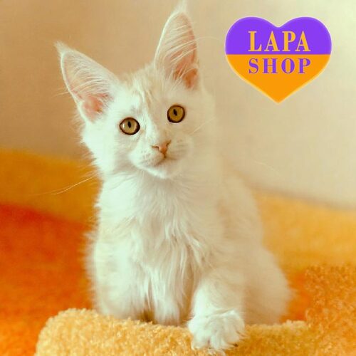 Philadelphia is a Charming Maine Coon Kitty