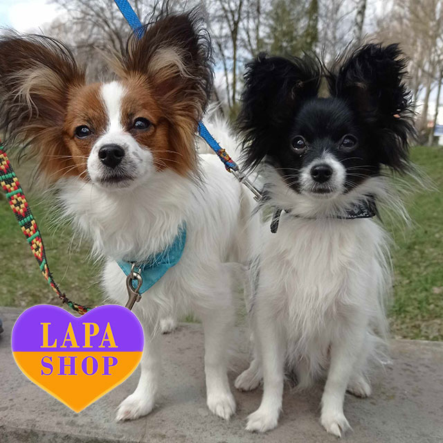 Reputable Papillon Breeders Papillon Dogs Cute Dog