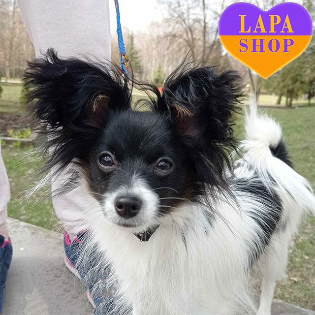 Inu Chihuahua Mix Shiba Chi Shiba Inu Papillon Mix Shiba Inu Art