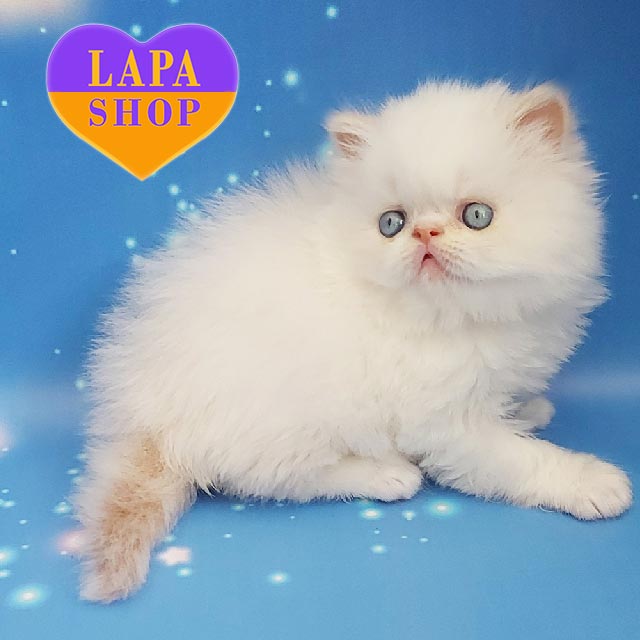 Cat Breeders Cute Persian Kittens For Sale Close Up Of Newborn