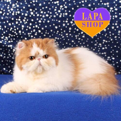 Calm, Gentle and Well-mannered Persian Kitty Mira — She is Tour Future Favorite