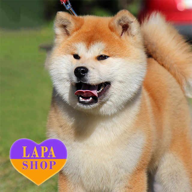 Philippines American Akita Dog For Sale Shiba Price Philippines
