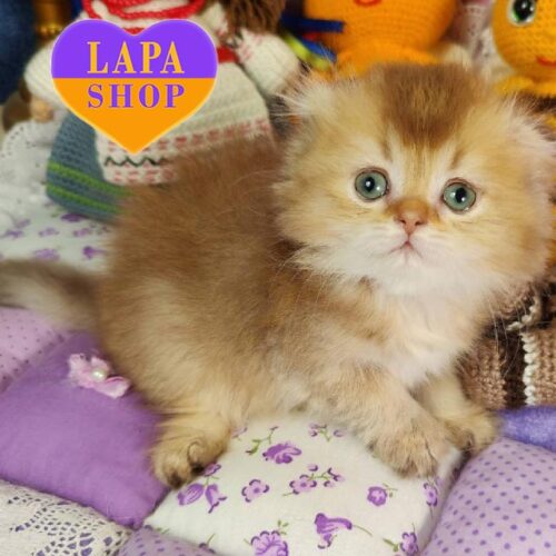 Ofelia Scottish Longhaire Fold Beauty