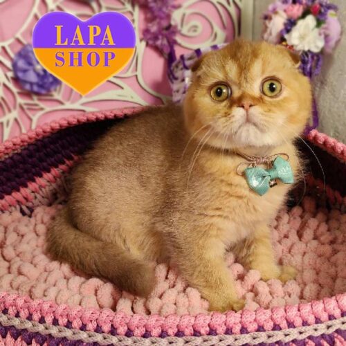 Лукум — корично-золоте висловухе шотландське кошеня