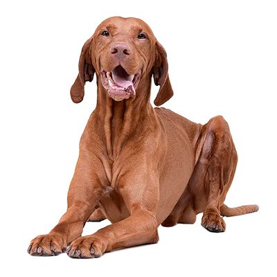 Угорська вижла