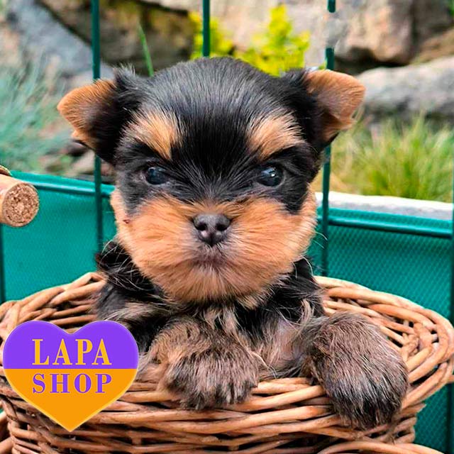 Terrier Filhote Yorkshire Terrier Olx Yorkshire Terrier Mini Olx