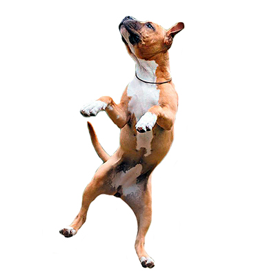 Американський стафордширський тер'єр (амстаф)