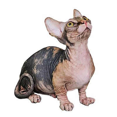 Котята бамбино
