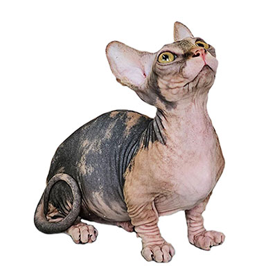 Bambino