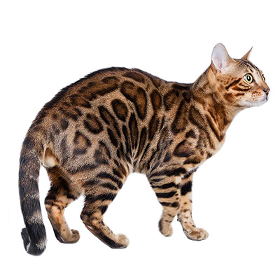 Bengal Kittens for Sale from Europe