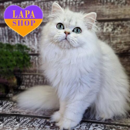 Длинношерстный британский красавчик Аверьян