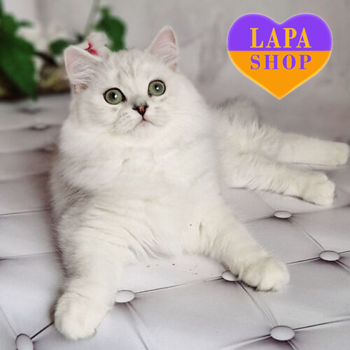 Британский длинношерстный котенок нежного серебристого окраса Блис