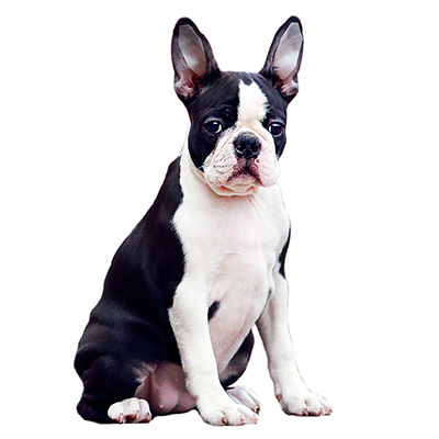 Бостон тер'єр