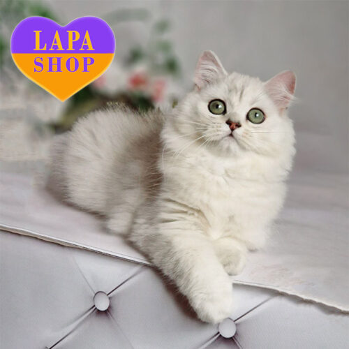 Брайт — милый длинношерстный британский котенок в серебристой шубке