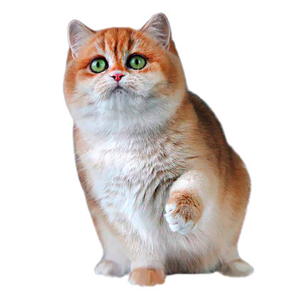 Британские котята