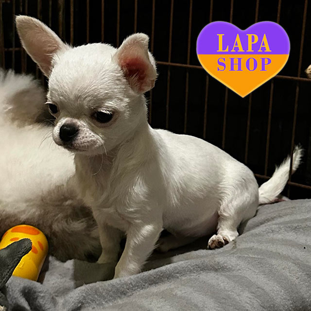philippines pure white chihuahua for sale