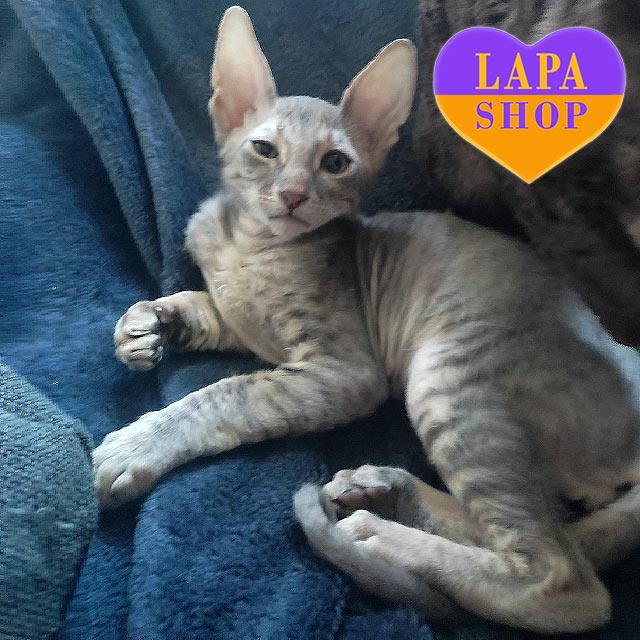 Charming Cornish Rex Kitten in a Blue Fur Coat