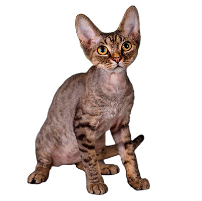 Devon Rex Kittens for Sale from Europe