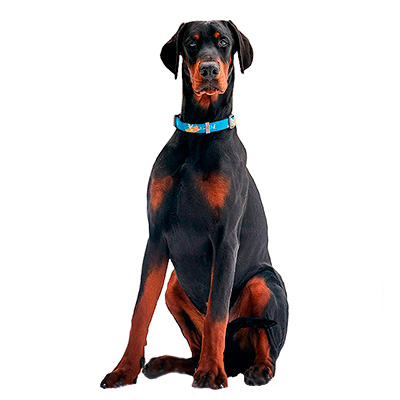 Dobermann