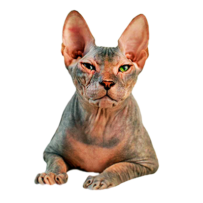 Donskoy Sphynx Kittens for Sale from Europe
