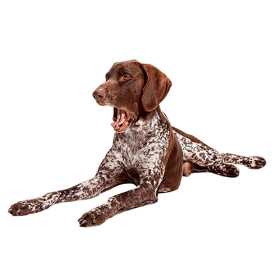 Німецький жорсткошерстий лягавий собака (Дратхаар)