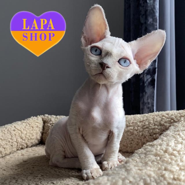 Ian is a Charming Lilac Point Devon Rex Kitten