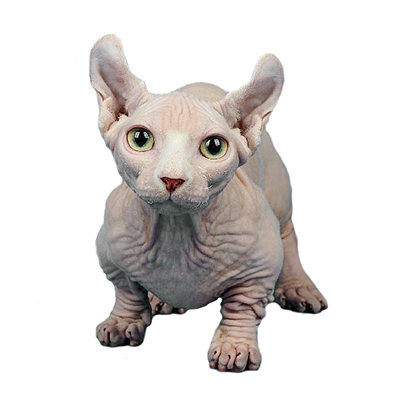 Котята двэльф