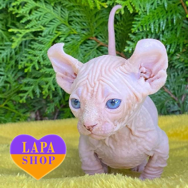 Blue Eyes Green Sphynx Kittens 10+ Thousand Bald Cat Eyes Royalty