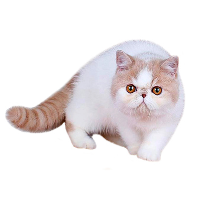 ekzot