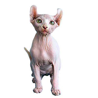 Котята эльфы