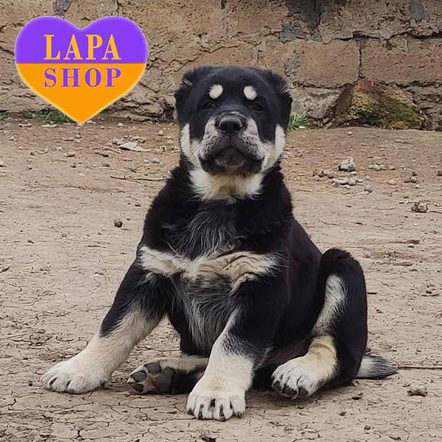 Alabai Iranian Mastiff Dog Enstein — Central Asian Shepherd Boy