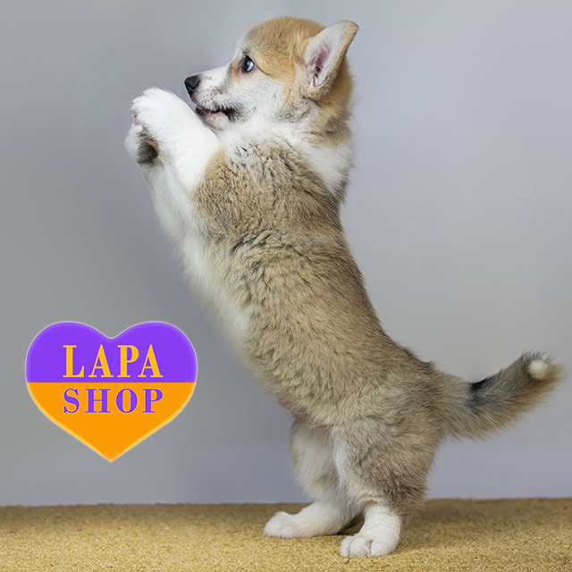 Pembroke Welsh Small Dogs With Short Legs Corgi Short Legged Husky