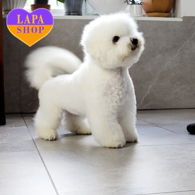 Grooming Bichon Frise Hairy Dogs Pet Grooming Bichon Grooming Near
