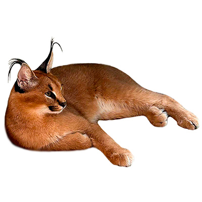 caracal