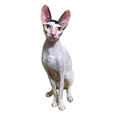 Котята корниш-рекс